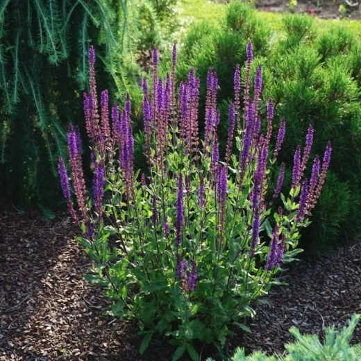 Шалфей (сальвия) дубравный Карадонна С2 Закупка М39 июнь 2026