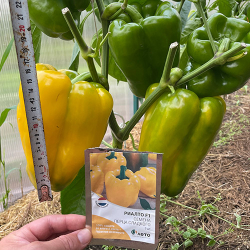 Cемена перца сладкого Риалто F1, Nunhems, 5 шт.