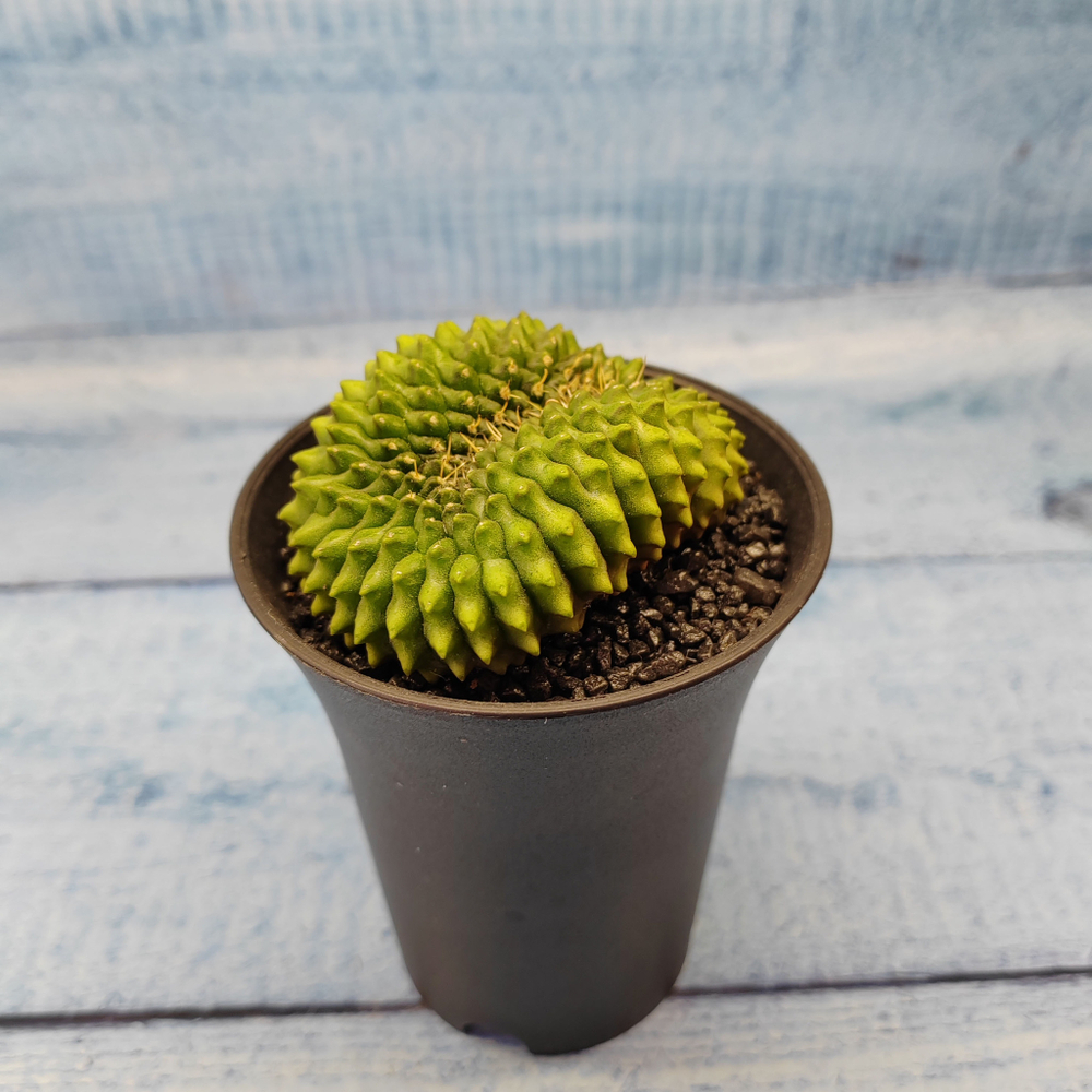Gymnocalycium Spineless Crested form (Гимнокалициум Кристатный)