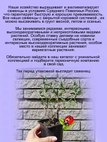 Перовския лебединолистная Маленький шпиль многолетник