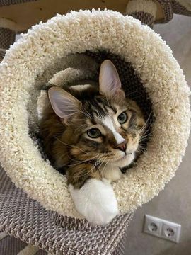 Домик когтеточка для кошки мейн-кун  КУН-18