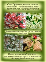 Девичий виноград Звездный ливень Стар Шауэрс вариегатный