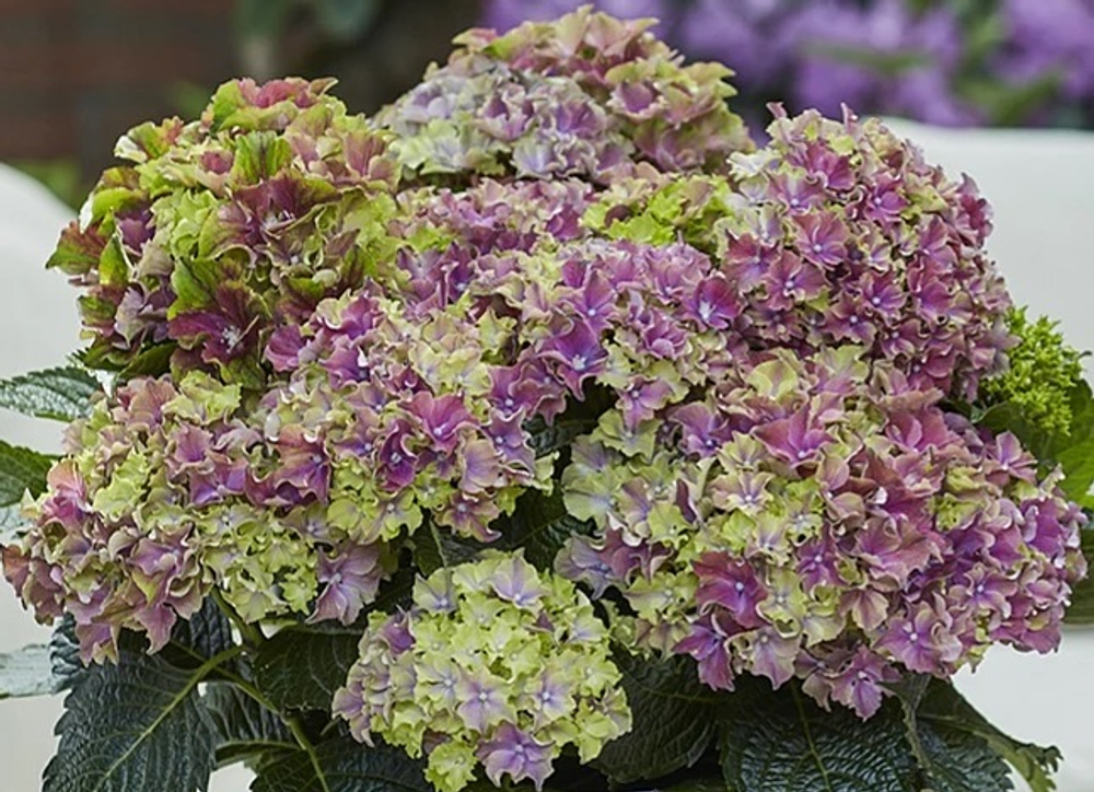 Surfing Safari mix (Сёрфинг Сафари mix) НОВИНКА!