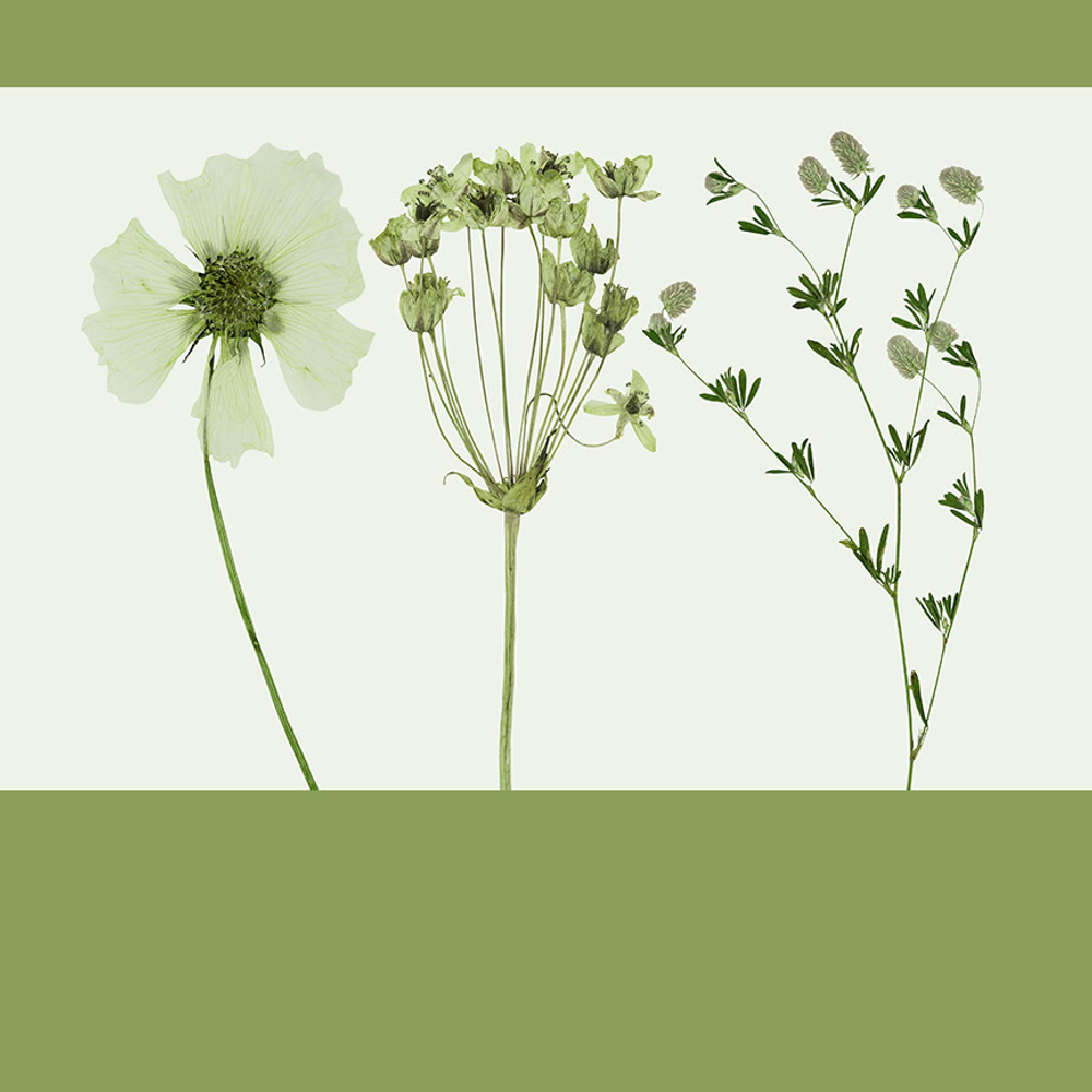 Дизайнерские обои Wall Street GreenDay