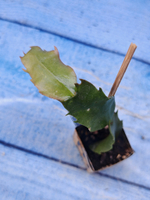 Schlumbergera cv. Pink Chocolate (Шлюмбергера)