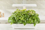 Гидропонная установка  Cactus CS-LEDPOT-10