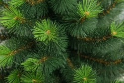 Искусственная сосна Муза 240 см., Леска + ПВХ, ЕлкиТорг (47240)