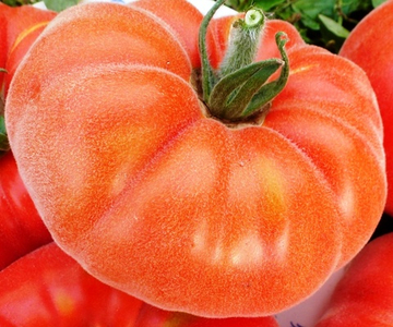 Помидоры Абрикос