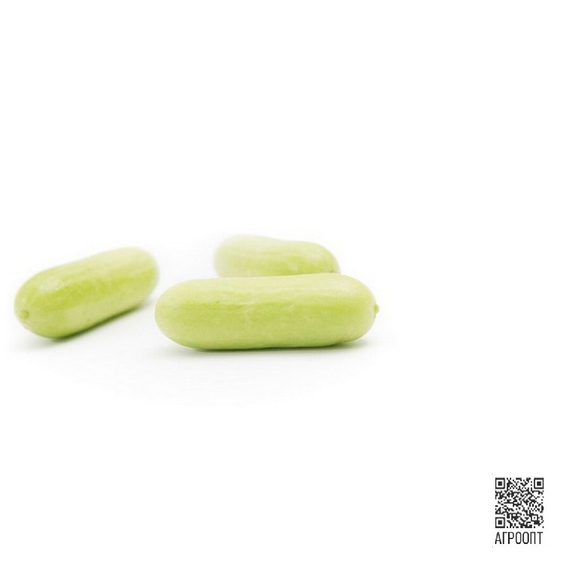 Квинтон F1 семена огурца партенокарпического (Rijk Zwaan/Райк Цваан) плод – фото 8