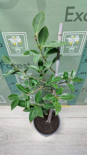 Psidium Cattleyanum