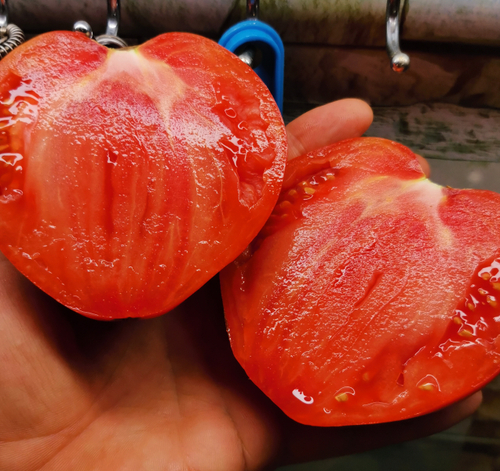 Помидоры Гигант Provenzano