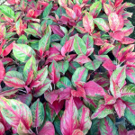 Аглаонема SOM PRATANA/AS WISHED