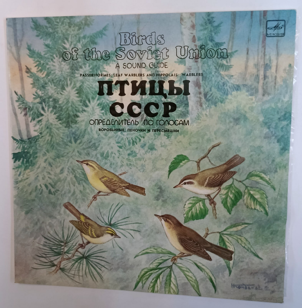 Воробьиные Пеночки И Пересмешники (Passeriformes Leaf Warblers and Hippolais Warblers)