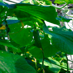 Казанова F1 семена огурца пчелоопыляемого (Гавриш)