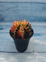 Gymnocalycium Variegata (Гимнокалициум Вариегатный)