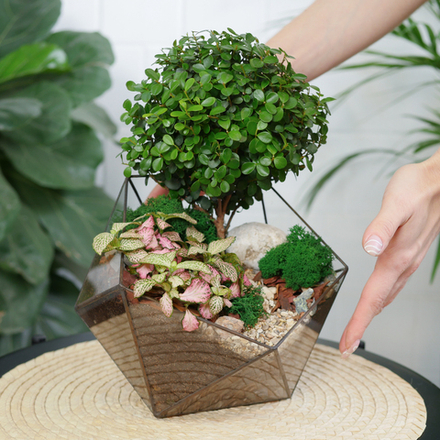 Готовый флорариум бонсай Мирсина Икос