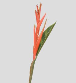 TR 524 Райская птица