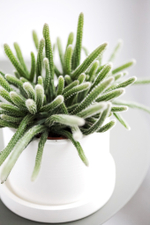 Рипсалис диаметром 8 см