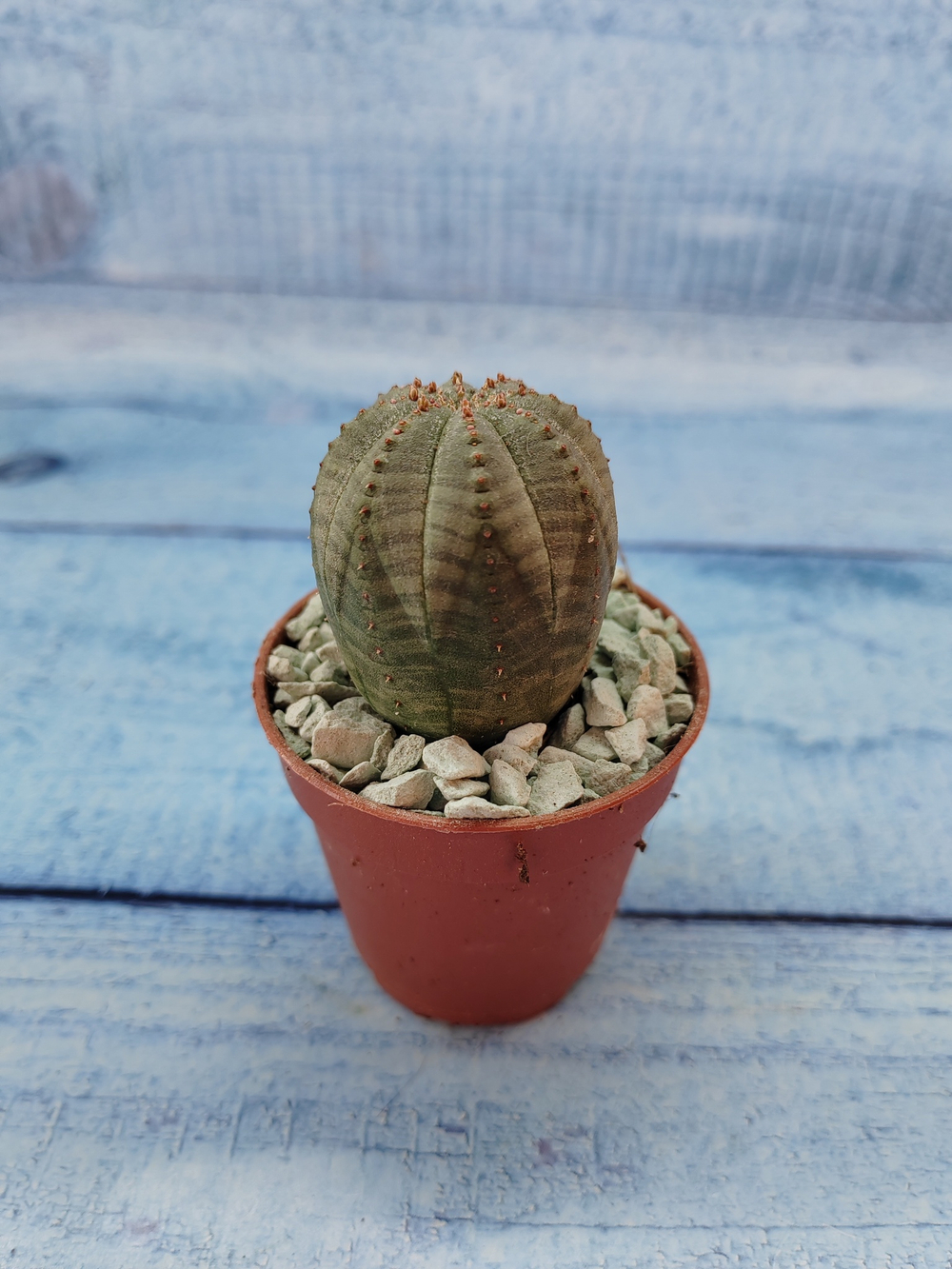 Euphoria Obesa (Эуфорбия)