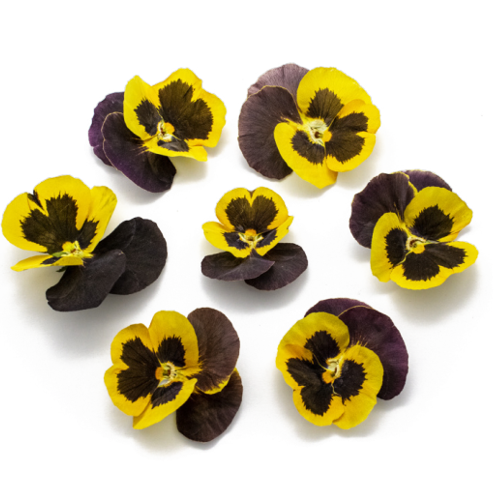 Виола обезвоженная   Black lemon -  объёмный цветок, 15 шт