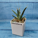 Leuchtenbergia Principis (Лейхтенбергия)
