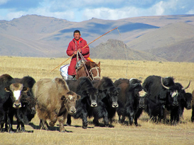 Особенности шерсти яков из Монголии