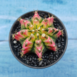 Gymnocalycium Variegata (Гимнокалициум Вариегатный)