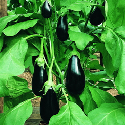 Мирвал F1 семена баклажана (Vilmorin / Вильморин)