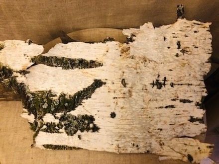 Береста 40 летней Березы №2