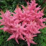 Астильба китайская Корал Айленд С2