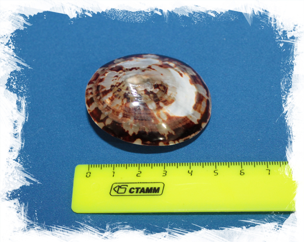 Целлана тестудинария