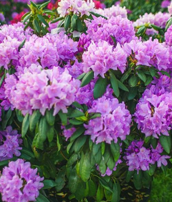 Рододендрон гибридный Катевбинсе Грандифлорум 25-30 см Закупка М63 апрель 2026