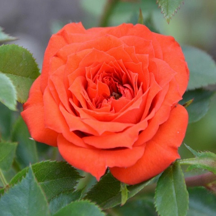 Роза спрей Orange Baby