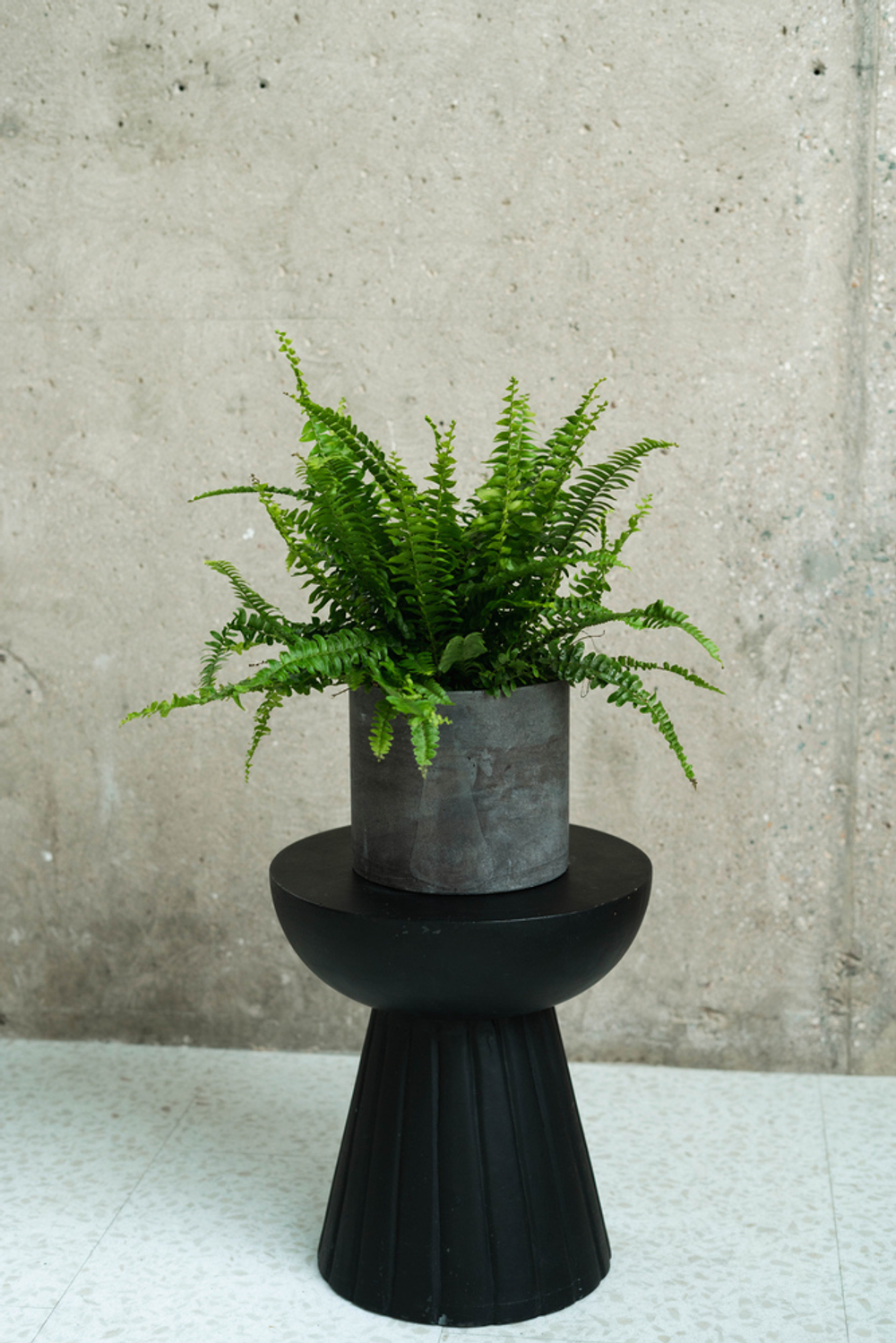 Папоротник Нефролепис