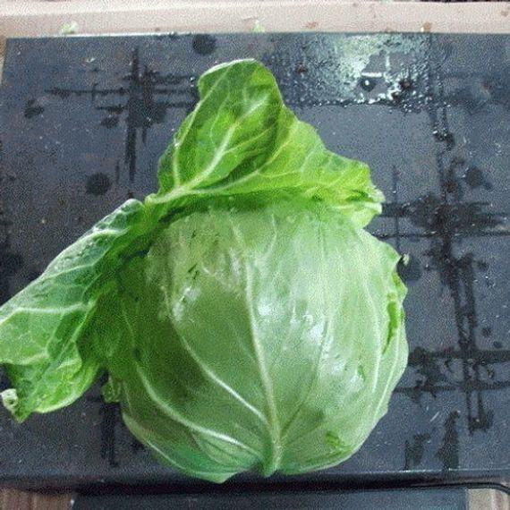 ПАНДИОН F1 семена капусты белокочанной Seminis купить