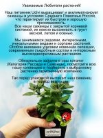 Петунья Пурпурная прожилка Рей Пурпл Вей