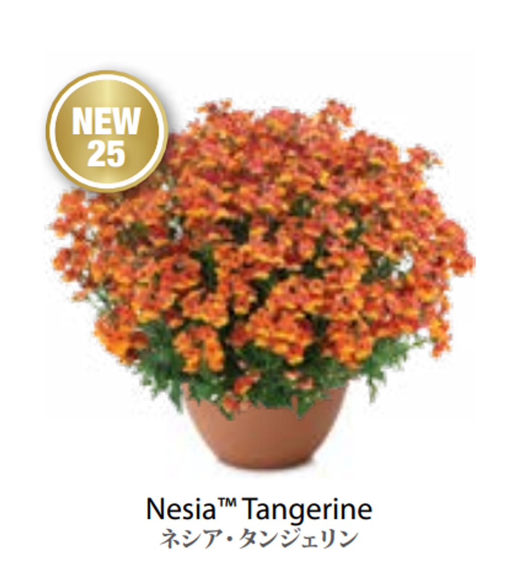 ЕВРО Немезия Nesia Tangerine укорененный ЕВРО черенок НАЧАЛО ЯНВАРЯ поставка 5