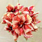 Адениум FAKRAK