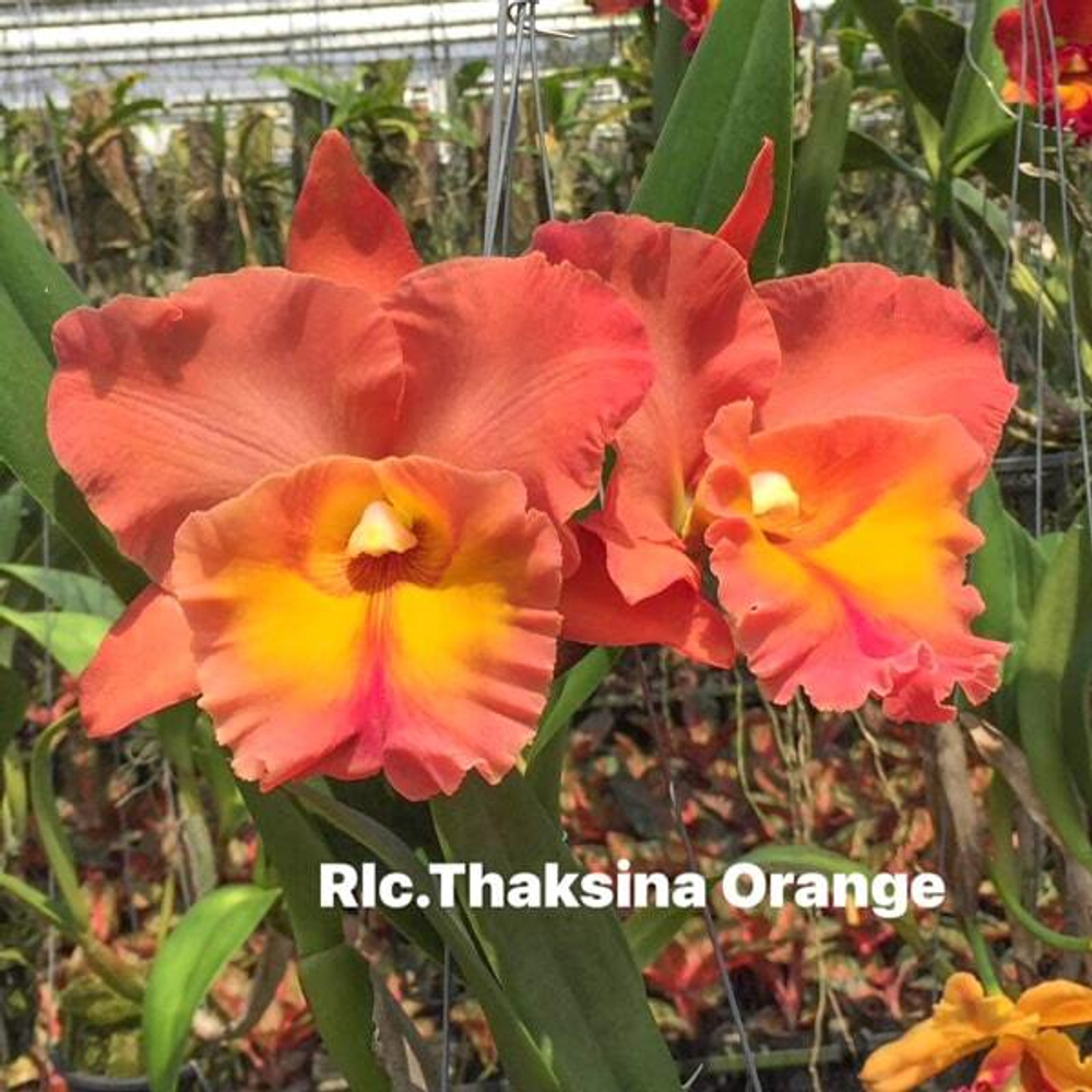 Орхидея ринхолелиокаттлея RLC. THAKSINA ORANGE
