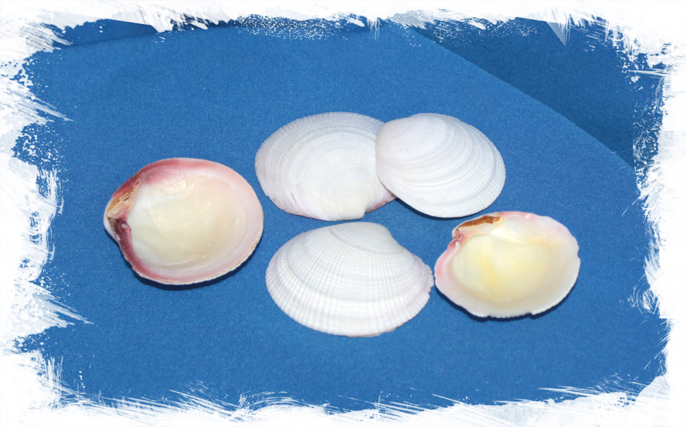 Кодакия Тигерина, 4-6см, 100гр, 10шт