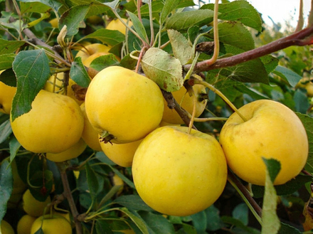 Саженец яблони «Алтайское Янтарное» (Летняя, Медовая)