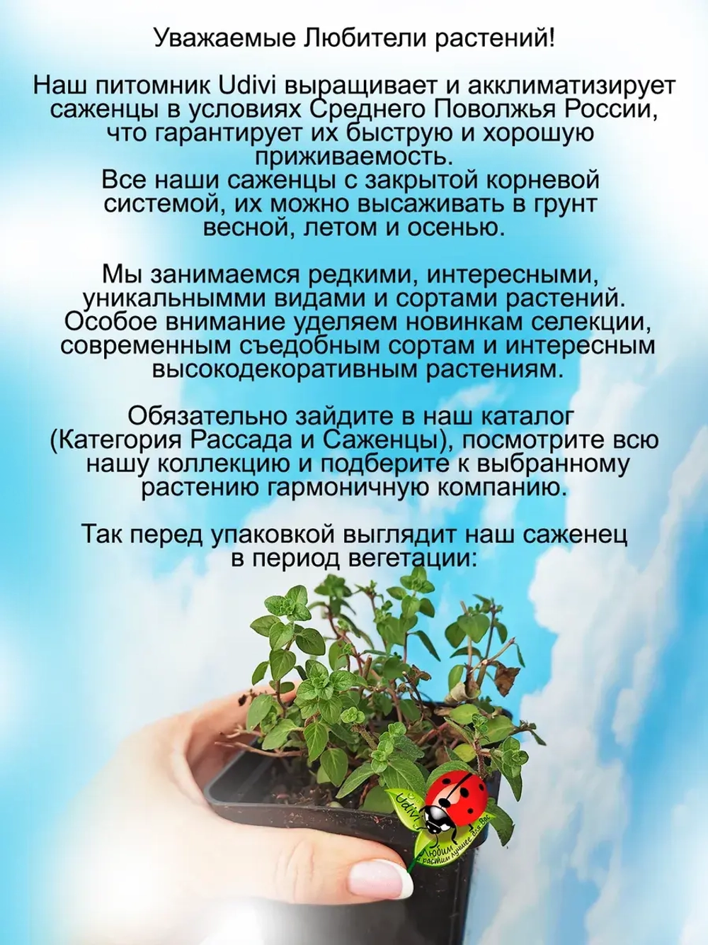 Душица Дингл Фейри ампельная