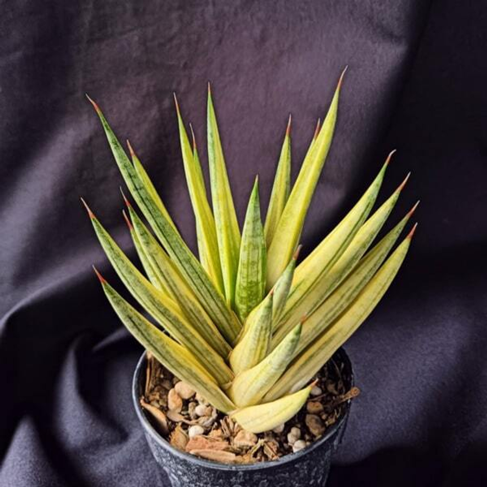 Сансевиерия FRANCISII YELLOW VAR