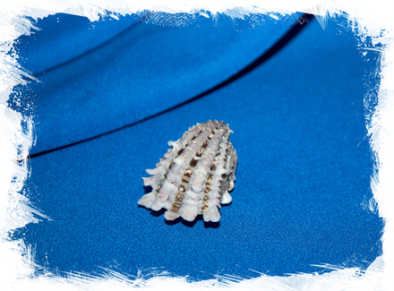 Кардита крассикоста (Cardita crassicosta)