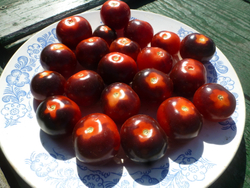 Помидоры - Blue Berry Cherry - Черри Черника