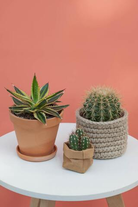 Мексиканский набор суккулентов