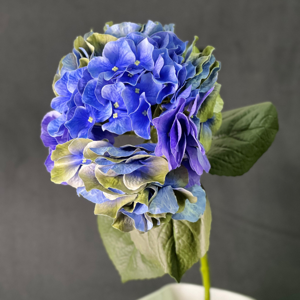 Гортензия голубая премиум