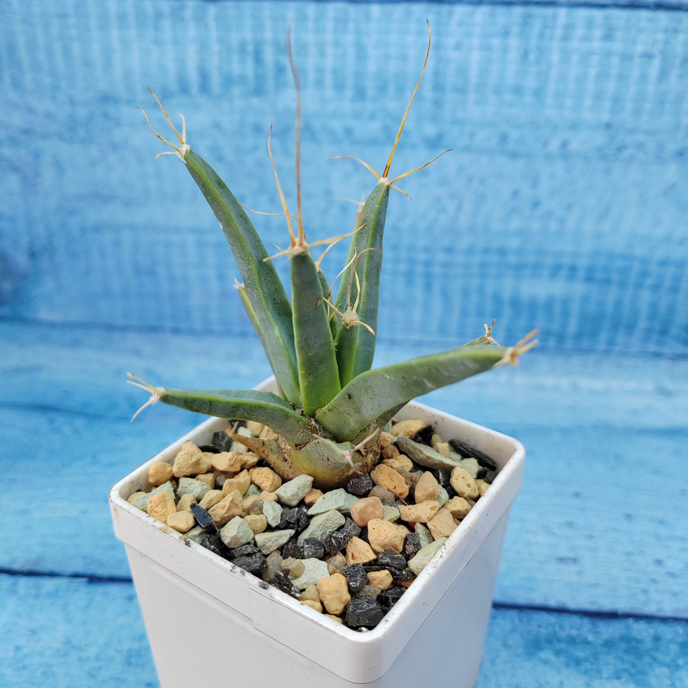 Leuchtenbergia Principis (Лейхтенбергия)