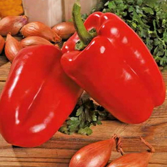 Фавила F1 семена перца сладкого (Seminis / Семинис)