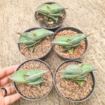 Сансевиерия RORIDA